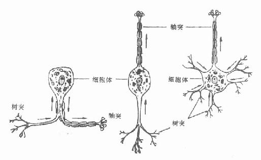 不同形状的神经元