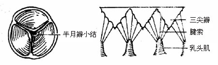 肺动脉瓣和三尖瓣