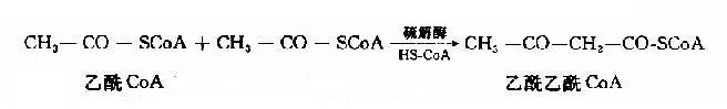 (四)酮体的生成与利用