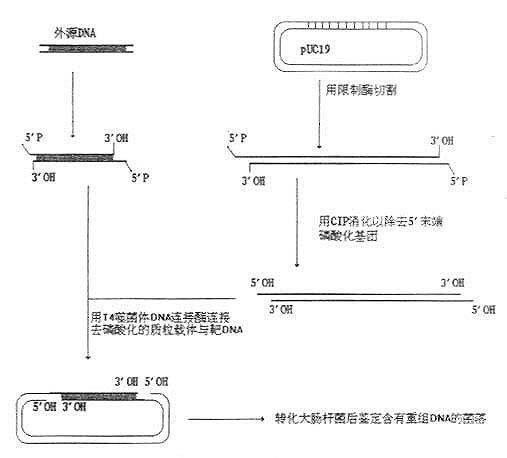 利用磷酸酶防止载体DNA的重新环化