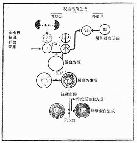 一、止血生理