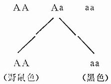 二、近交后引起的变化