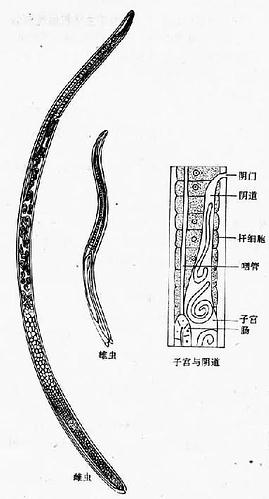 旋毛虫成虫