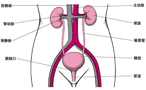 尿路图
