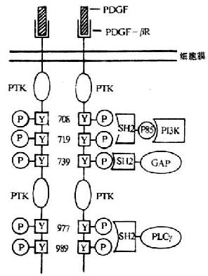 胞浆内信号蛋白通过其SH-2与生长因子受体中磷酸化的酪氨酸残基相互作用模式图