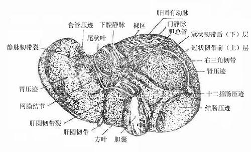 肝的脏面