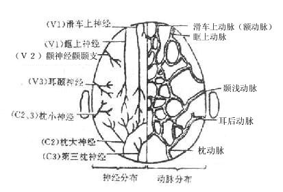 颅顶部的血管、神经