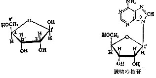 核糖（左）与核苷（右，腺苷）的化学结构 