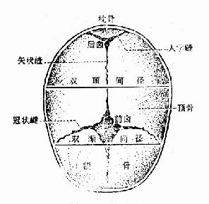 颅骨重叠