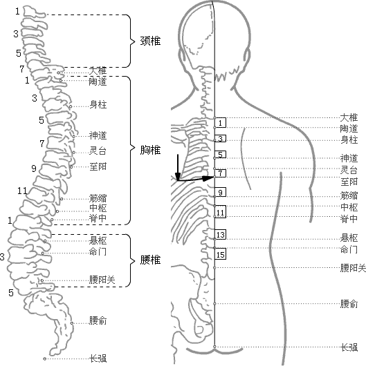 督脉穴