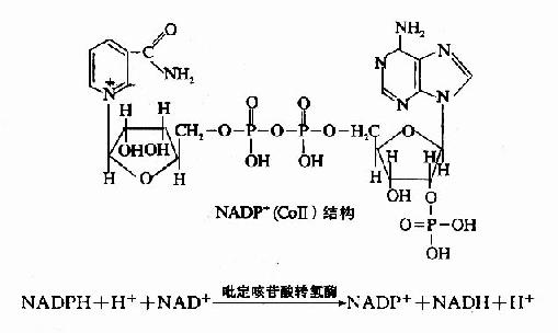(一)尼克酰胺腺嘌呤二核苷酸(NAD+)或称辅酶I(CoI)。