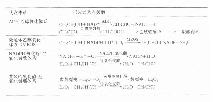 肝脏中的乙醇代谢体系