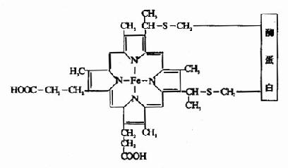 (四)泛醌(ubiquinone,UQ或Q)