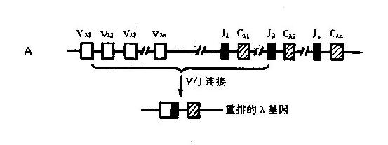 Ig轻链基因及其重组