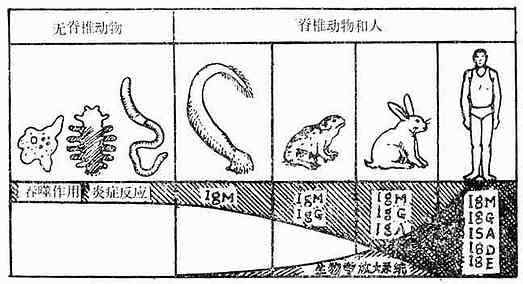 免疫应答反应的种系发育主要代表