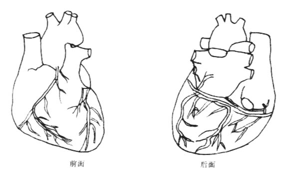 心脏的位置