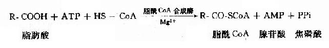 (一)脂肪酸的β-氧化过程