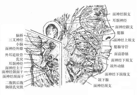 穿经腮腺的结构