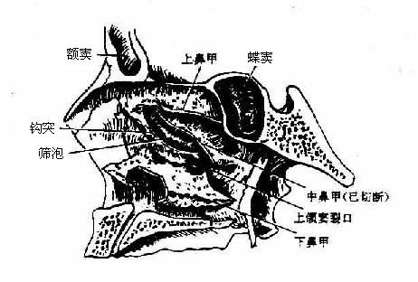 鼻旁窦及其开口