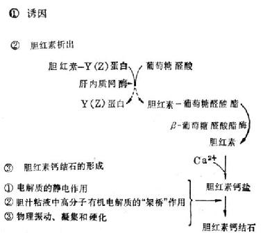  形成胆红素钙结石示意图