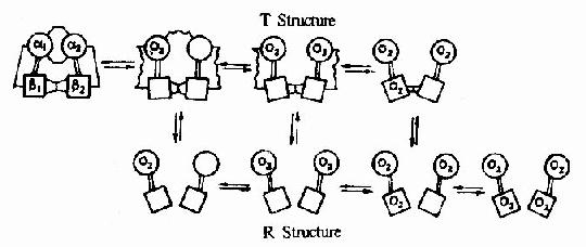 三、蛋白质的结构与功能的关系