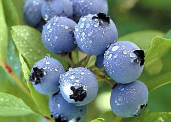 吃蓝莓有什么好处？蓝莓怎么吃？蓝莓的功效与作用