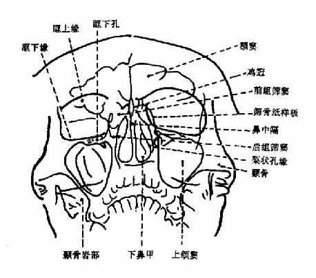 鼻颏位