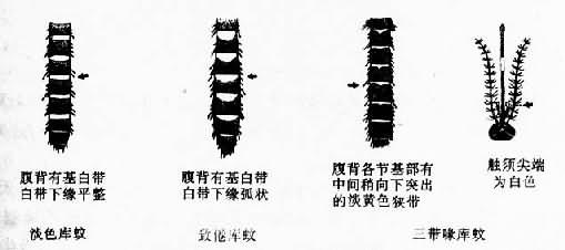 三种库蚊的主要特征鉴别