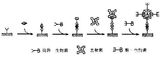 桥连法ABC-ELISA夹心法测抗原示意图