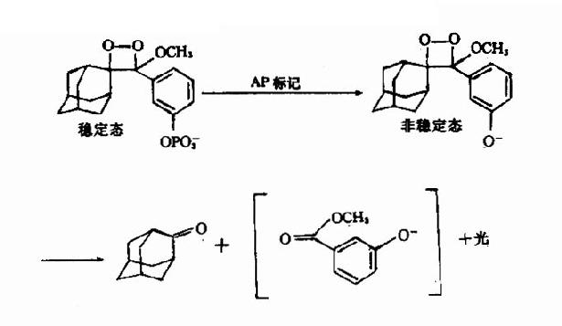 一、化学发光酶免疫测定