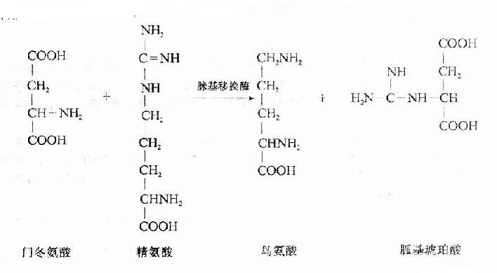 二、尿毒症毒性物质的作用