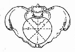 骨盆入口平面 各径线