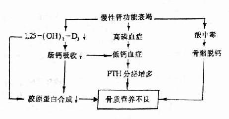 肾性骨质营养不良的发病机制示意图