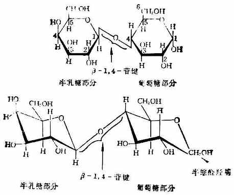 二、重要的二糖