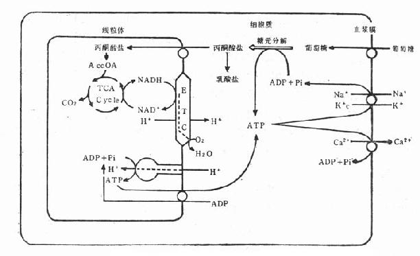 钙离子在心肌收缩的作用