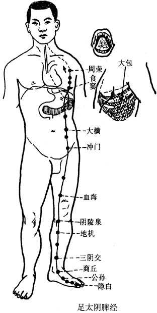 足太阴脾经