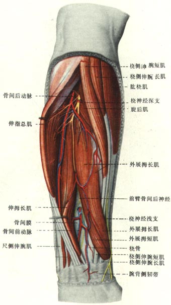 前臂后面