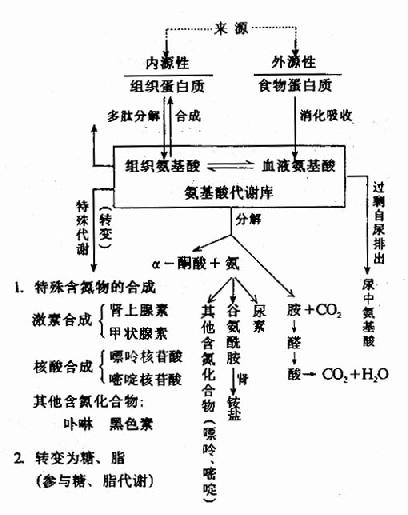 氨基酸代谢的基本概况