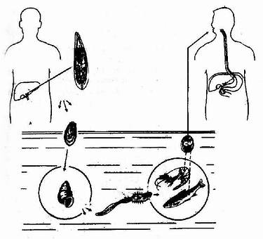 肝吸虫发育过程与传播
