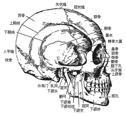 颅的侧面观