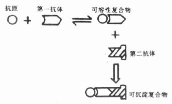  双抗体法分离原理模式图