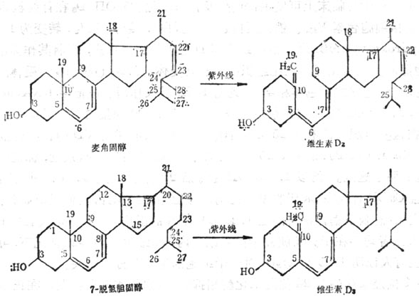 麦解固醇及7-脱氢基胆固醇在紫外线作用下转变为维生素D 