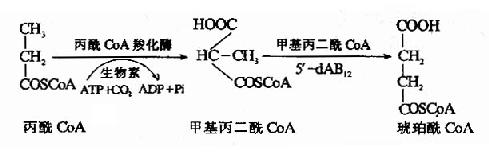 (三)脂肪酸的特殊氧化形式