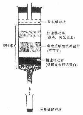  标记抗体溶液通过sephadex 产胶柱层析分布