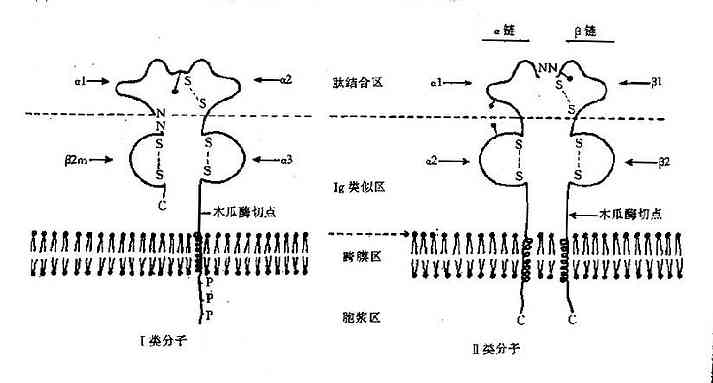 HLA分子结构示意图