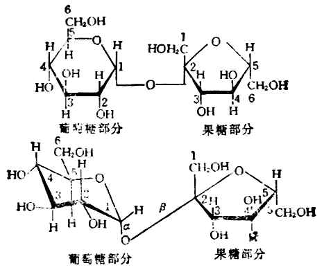 二、重要的二糖