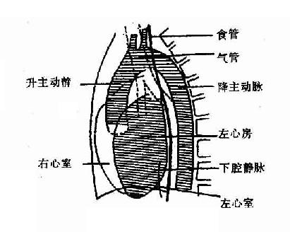 左侧位