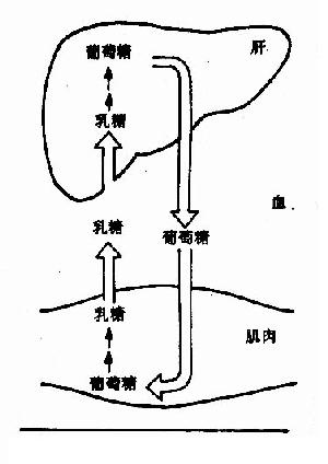 Cori循环