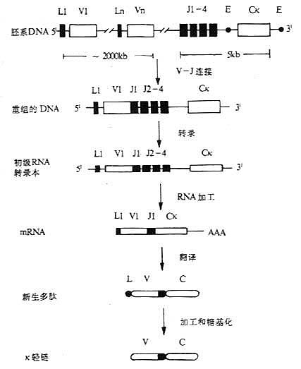 小鼠κ轻链基因重排顺序、转录和合成