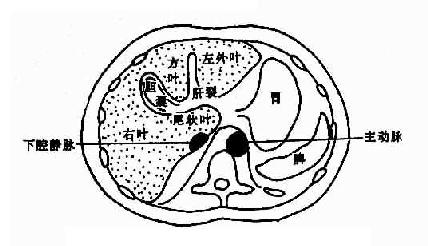 肝不同层面CT表现